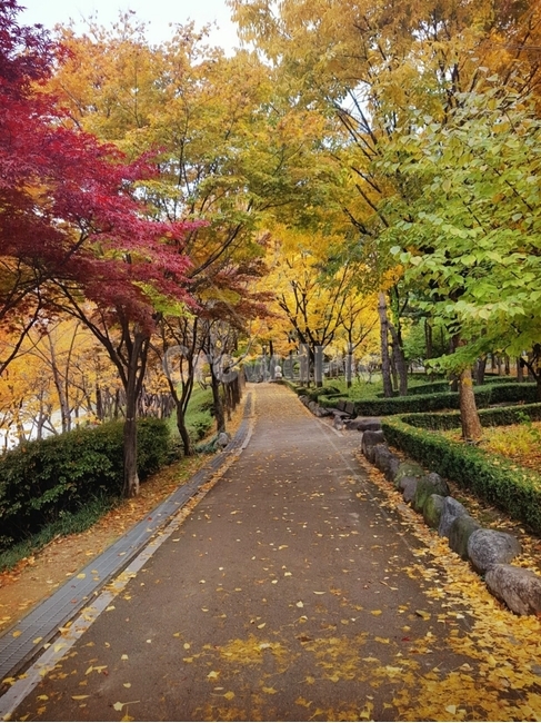 tree,식물,공원,outdoors,나무,가을길,산책,낙엽,단풍,가을,계절,한가로운오후,길,울긋불긋,가을,계절,fall,autumn,season,plant,옥외