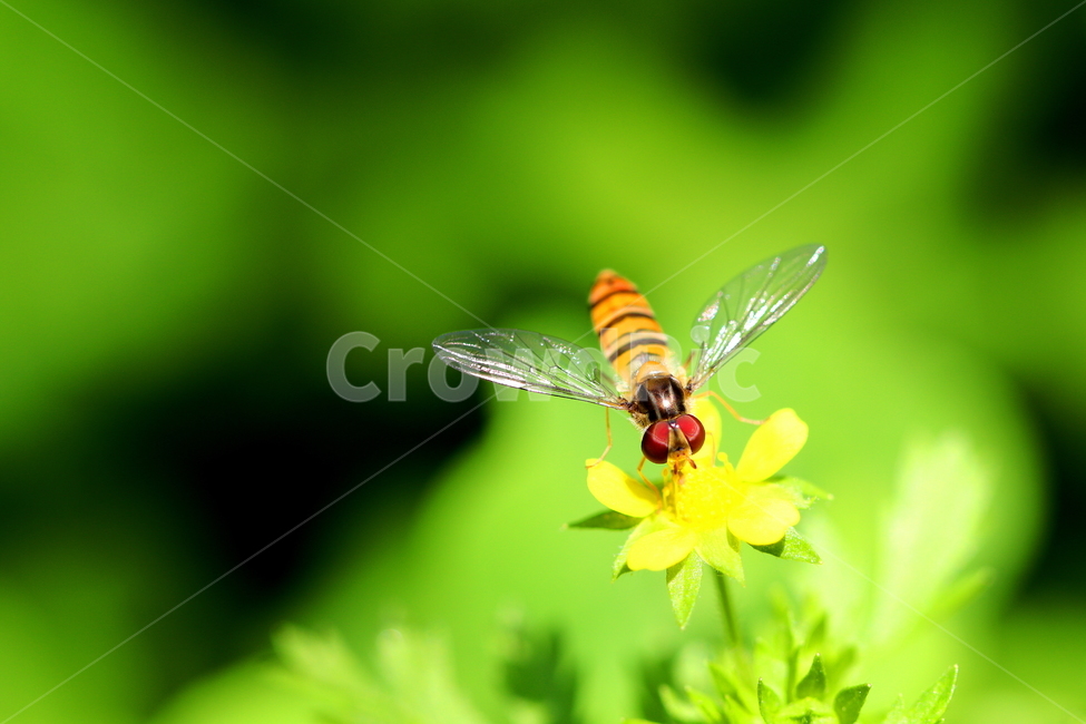bee,동물,곤충,꽃,식물,식물,자연,plants,nature,꽃,flower,동물,animal,곤충,벌레,insect,bug
