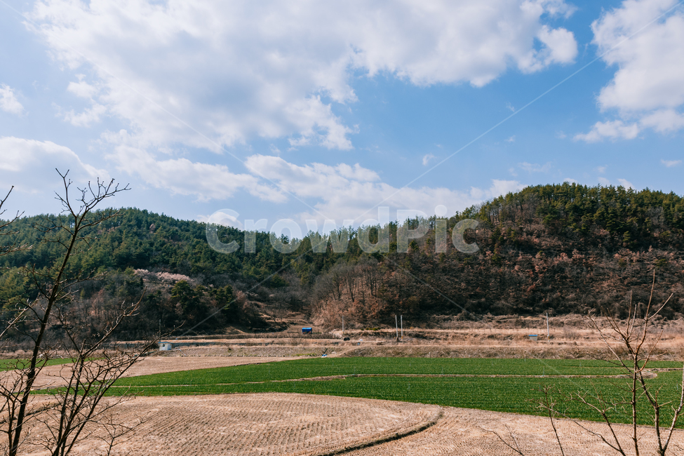 옥외,바닥,자연,풍경,밭,마늘밭,경치,자연,풍경,nature,landscape,outdoors,ground