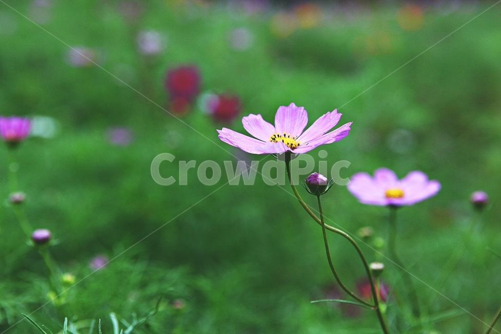 코스모스,꽃,꽃잎,식물,자염,공원,가을,가을꽃,식물,자연,plants,nature,꽃,flower