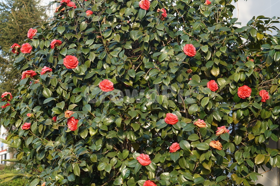 동백꽃,겨울안녕,꽃,봄시작,3월,식물,자연,plants,nature,꽃,flower