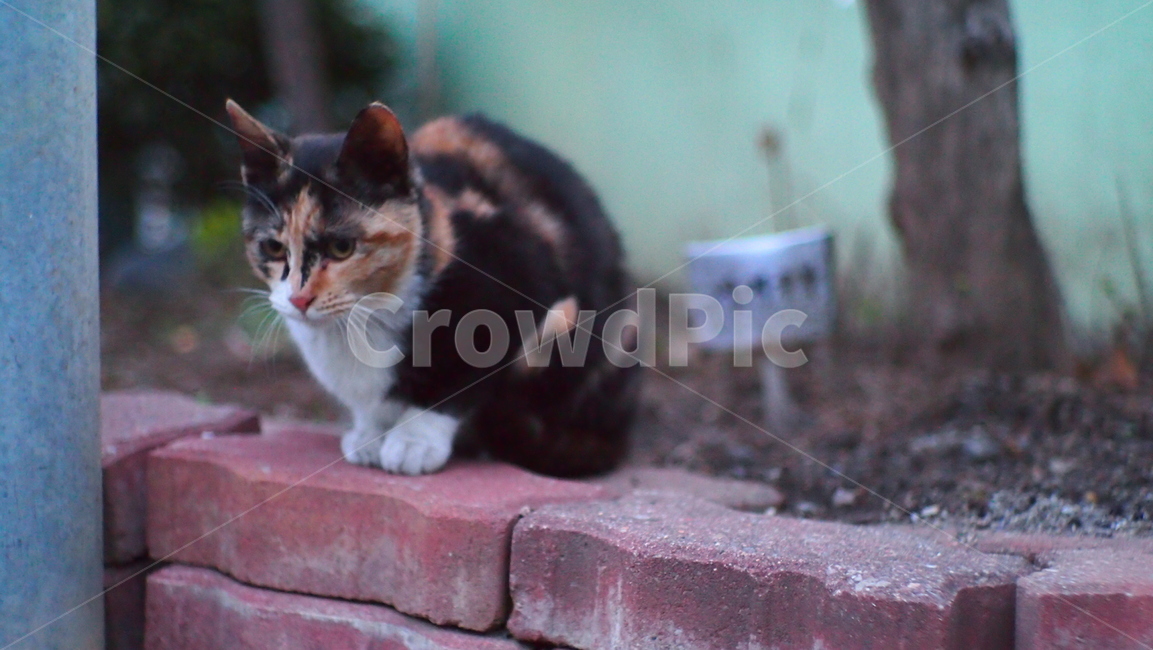 pet,애완동물,animal,동물,cat,고양이,mammal,포유류,삼색고양이,길고양이,길냥이