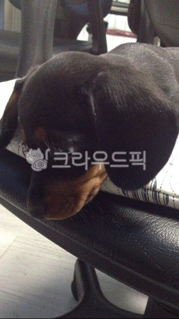 Pets,puppy,dachshund,pet dog,pet