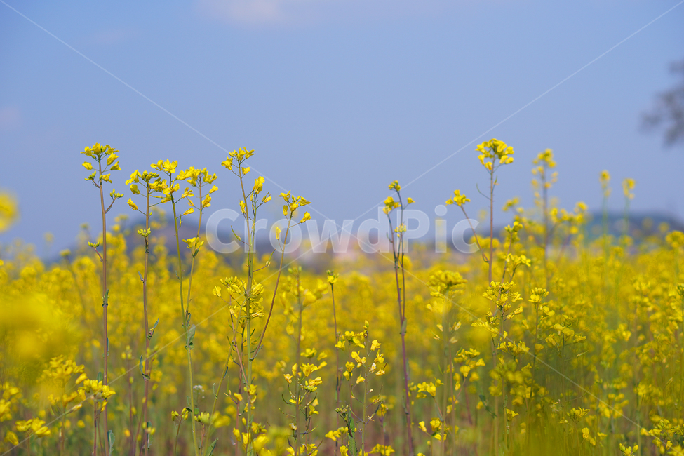 grassland,field,들,outdoors,옥외,nature,자연,rural,농촌,countryside,farm,농장,meadow,목초지,유채꽃,rapeflowers
