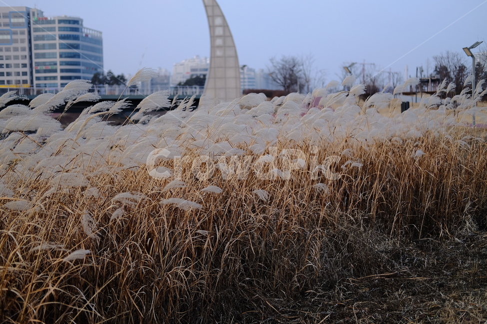 갈대,식물,잔디,쓸쓸,겨울,reed