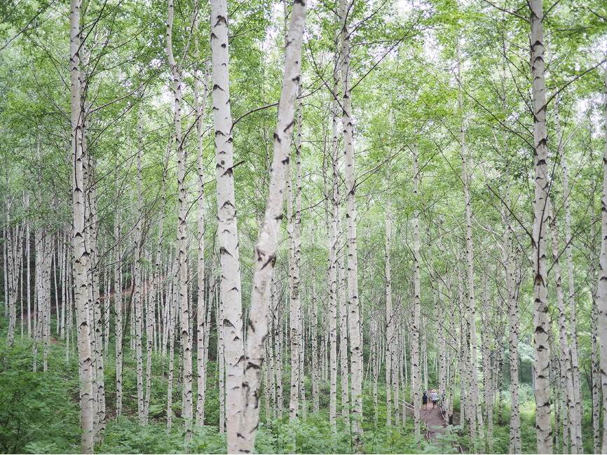 자작,나무,인제,풍경,녹음,식물,자연,plants,nature,나무,trees,wood