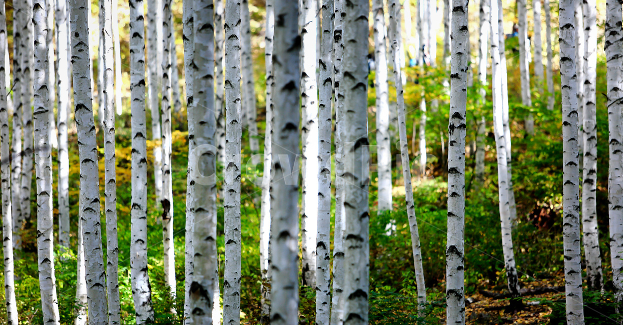 자연,강원도,인제군,원대리,자작나무숲,자연,풍경,nature,landscape