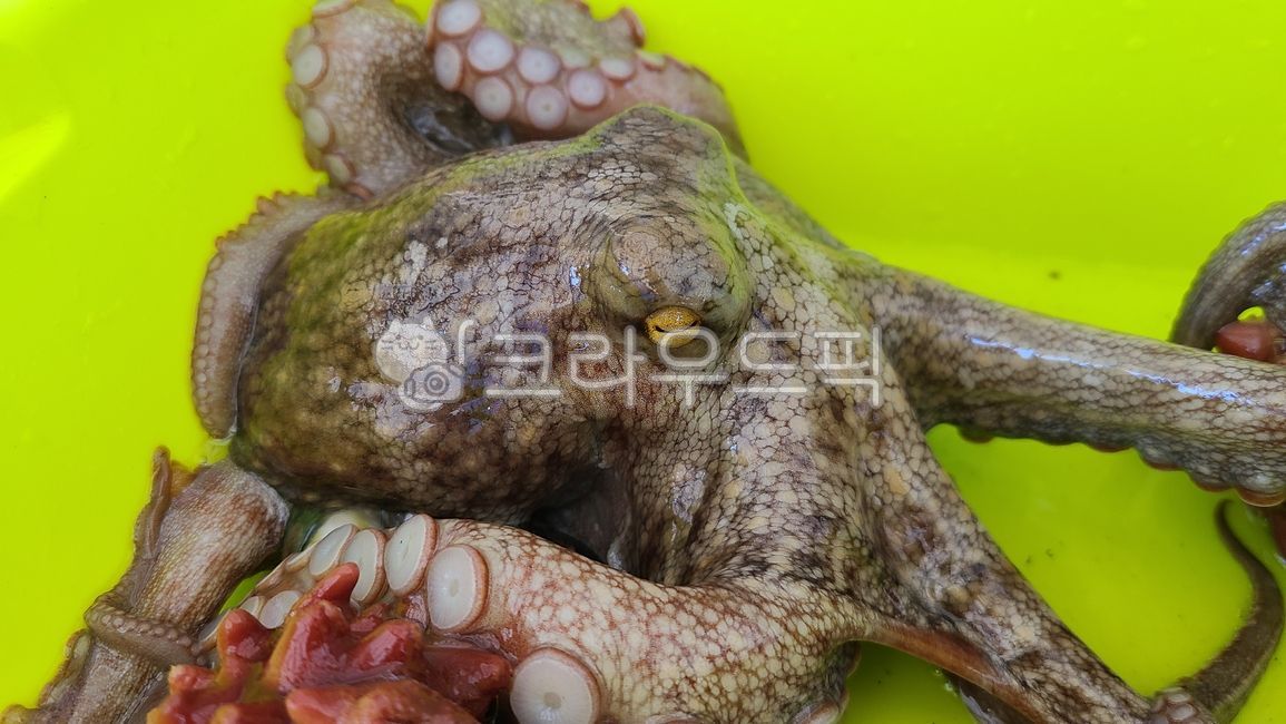 문어, 해양생물, 무척추동물, octopus, 문어발, 사진,이미지,일러스트,캘리그라피 - Ban Kim작가