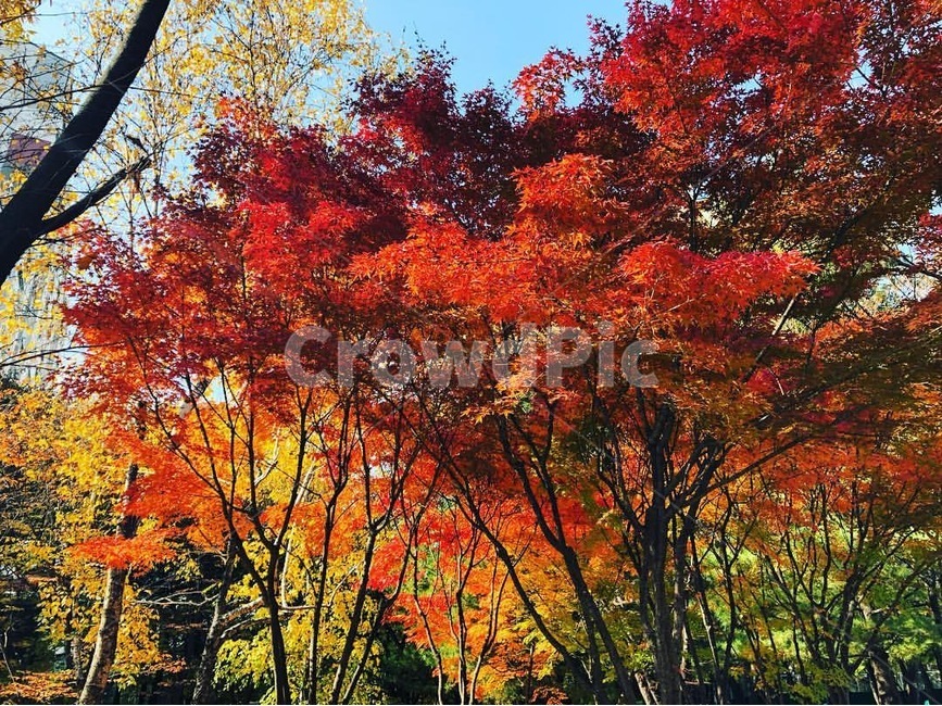 가을,단풍,늦가을,단풍나무,autumn,fall,maple