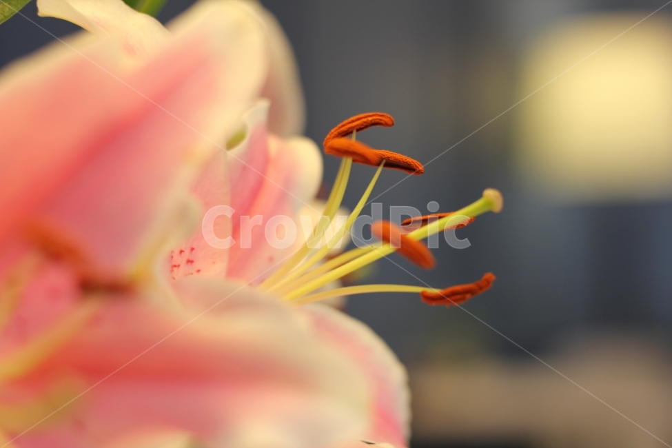 꽃,백합,힐링사진,감성사진,감성,힐링,식물,식물,자연,plants,nature,꽃,flower,감성,sensible,feeling