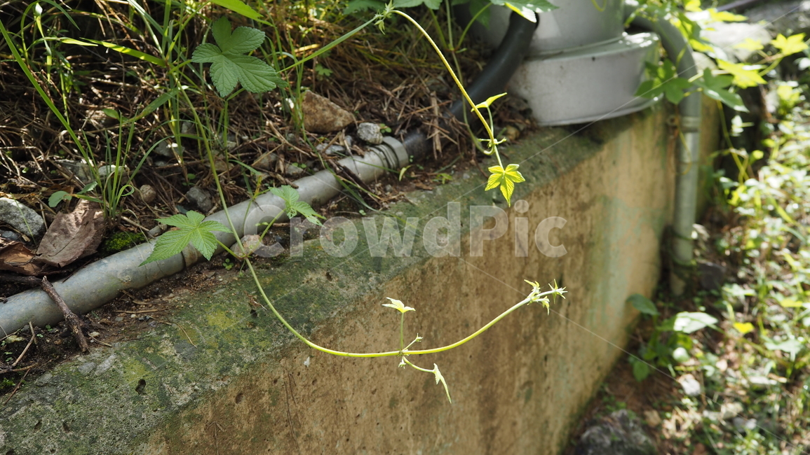 식물,야외,그린,plants,outdoors,green,식물,자연,plants,nature