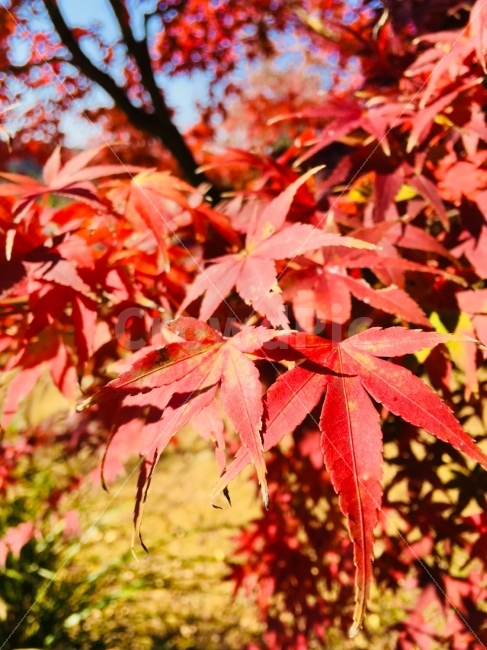 가을,풍경,단풍,화창한,기다림,설레임,별,가을,계절,fall,autumn,season,식물,자연,plants,nature,leaf,잎,plant,tree,나무,maple