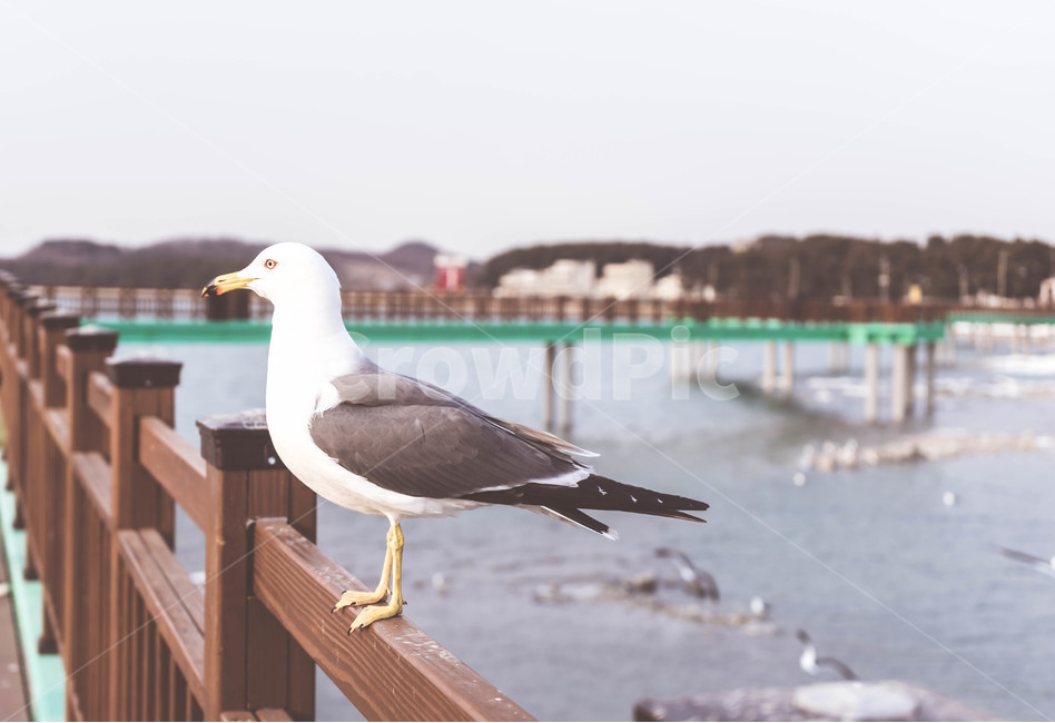 자연,겨울,새,갈매기,바다,nature,bird,조류,동물,animal,조류,새,birds