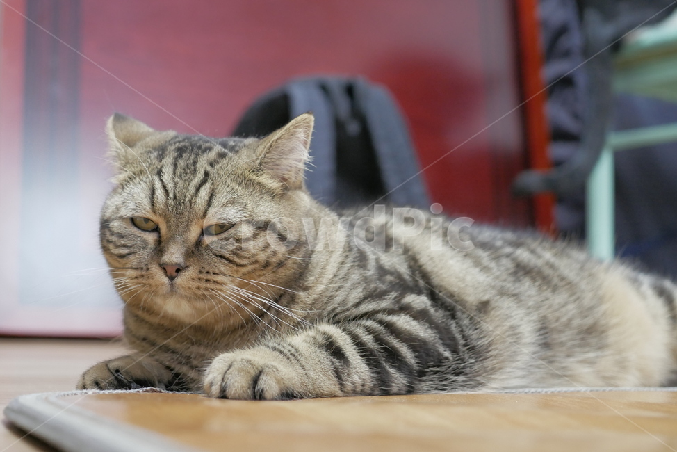 고양이,개냥이,애교,호기심,표정,얼굴,동물,귀여운