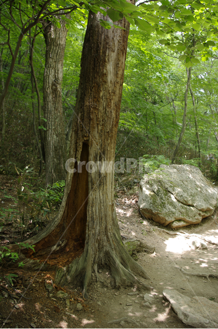 나무,뿌리,식물,돌,초록,식물,자연,plants,nature,나무,trees,wood