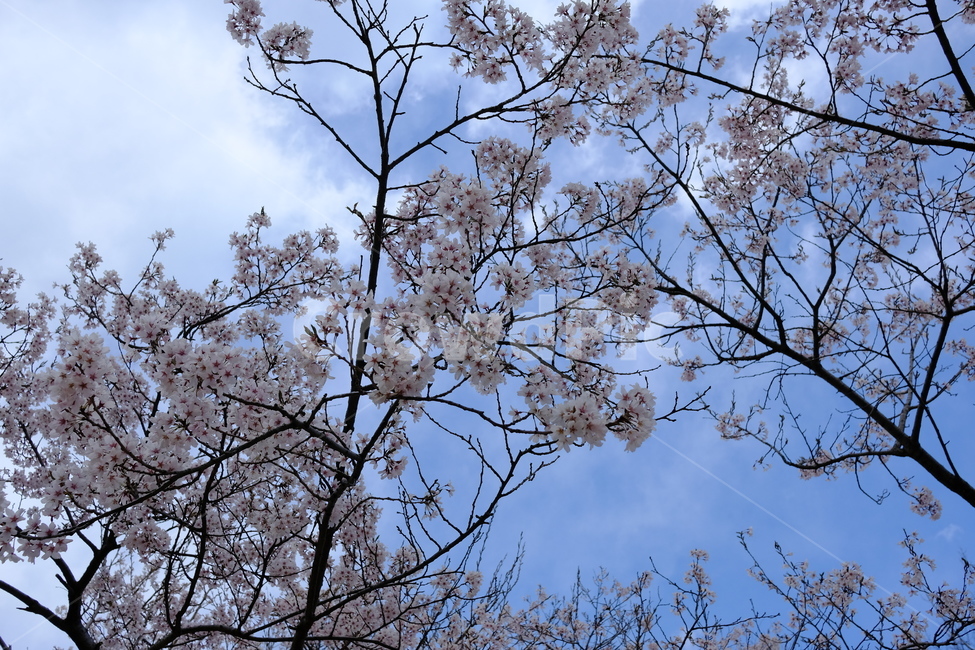 plant,식물,tree,나무,꽃,blossom,벚꽃