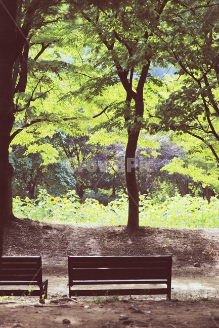 벤치,감성,봄,봄풍경,공원,감성,sensible,feeling,휴식,힐링,rest,relaxation,healing