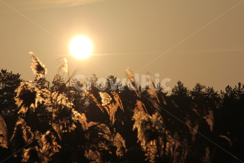 갈대,갈대명소,풍경,노을,억새,해질녁,도암리,가을,계절,fall,autumn,season,자연,풍경,nature,landscape,grass,잔디,plant,식물,lawn