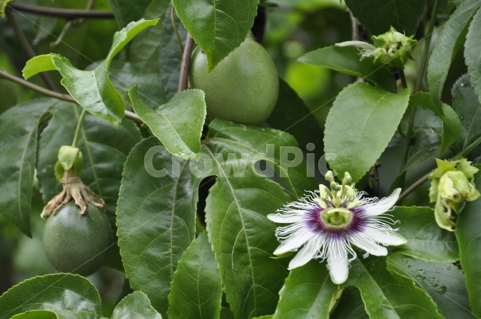 새순,plant,greenleaf,fruit,new