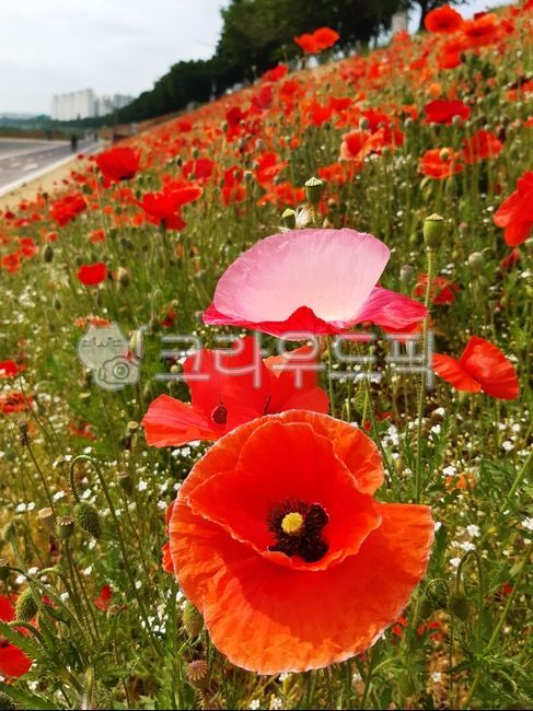 flower,꽃,blossom,poppyflower,양귀비