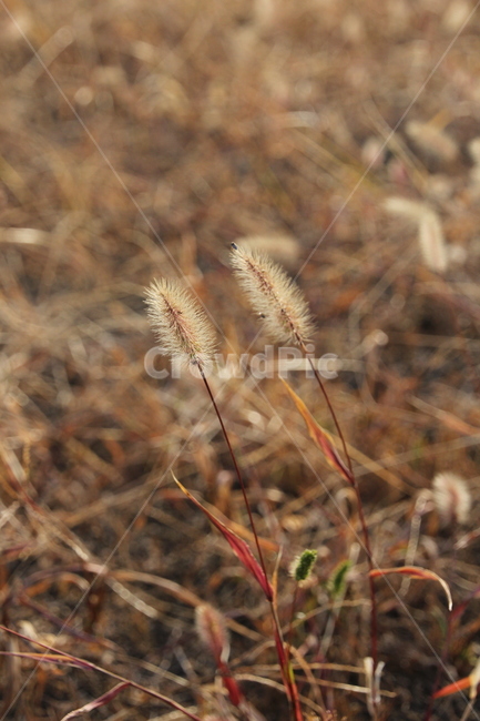 grass,plant,식물,lawn,잔디,식물,자연,plants,nature