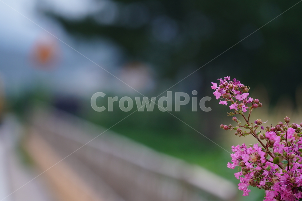 tree,나무,꽃,핑크,분홍,pink,자연,생물,생명,plant,식물,식물,자연,plants,nature,꽃,flower