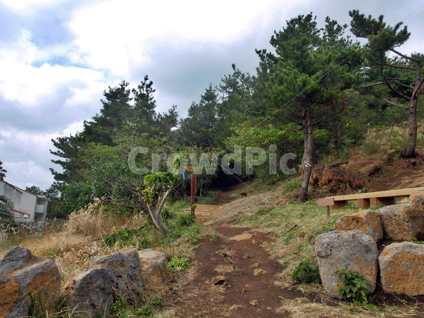 제주,서귀포,올레12코스,올레길,당산봉,리본,자연,풍경,nature,landscape,tree,나무,plant,식물,fir,전나무,ground,바닥