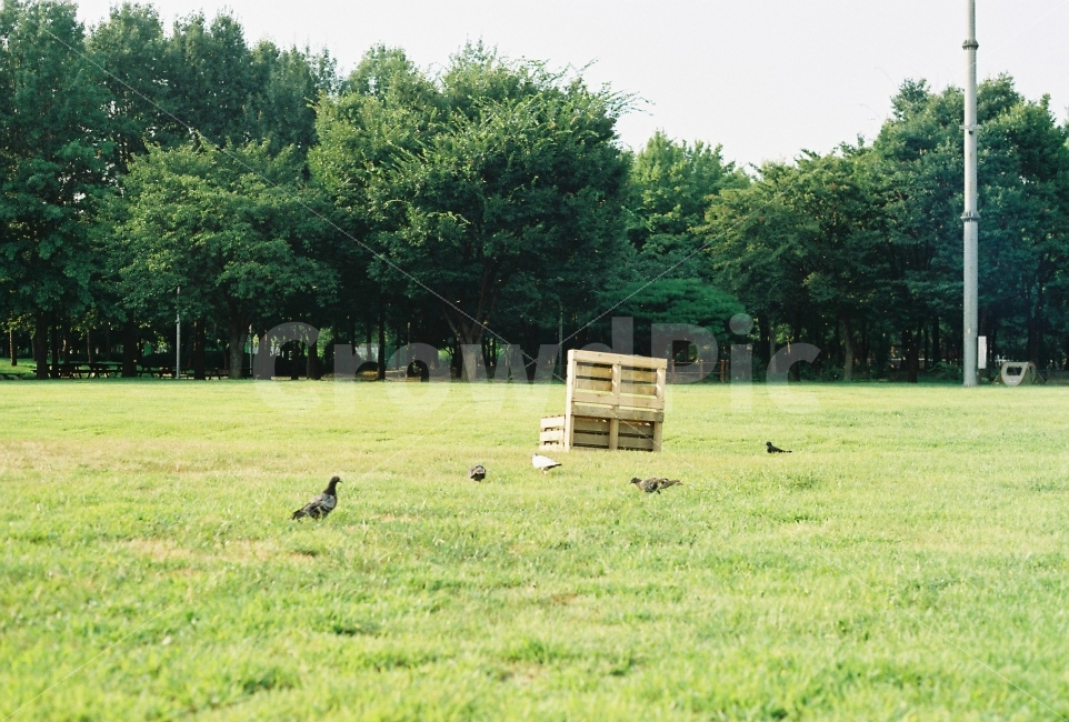 서울숲,여행,필름,필름카메라,풍경,평화,코닥,캐논,자연,풍경,nature,landscape,동물,animal,조류,새,birds,감성,sensible,feeling,plant,식물,grass,잔디