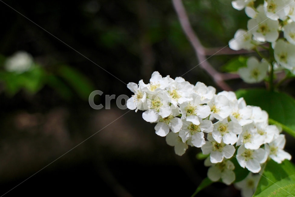 꽃,흰꽃,하얀꽃,꽃접사,흰꽃접사,하얀꽃접사,식물,자연,plants,nature,꽃,flower