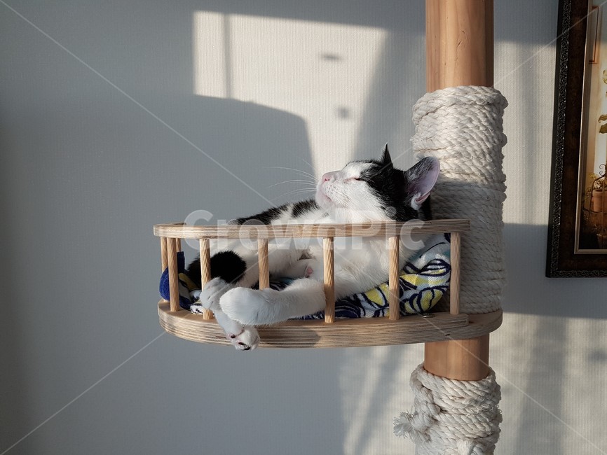 cattower,고양이,검정색,하얀색,cat,캣타워,동물,animal,포유류,mammal,고양이,cat,kitten,kitty