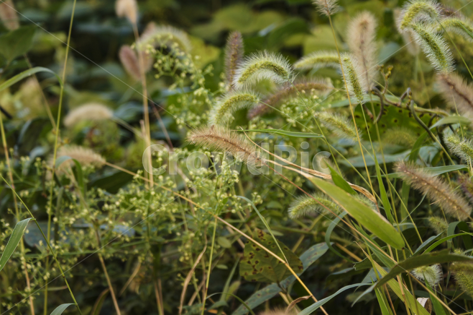 강아지풀,자연,감성,풍경,산들바람,식물,자연,plants,nature
