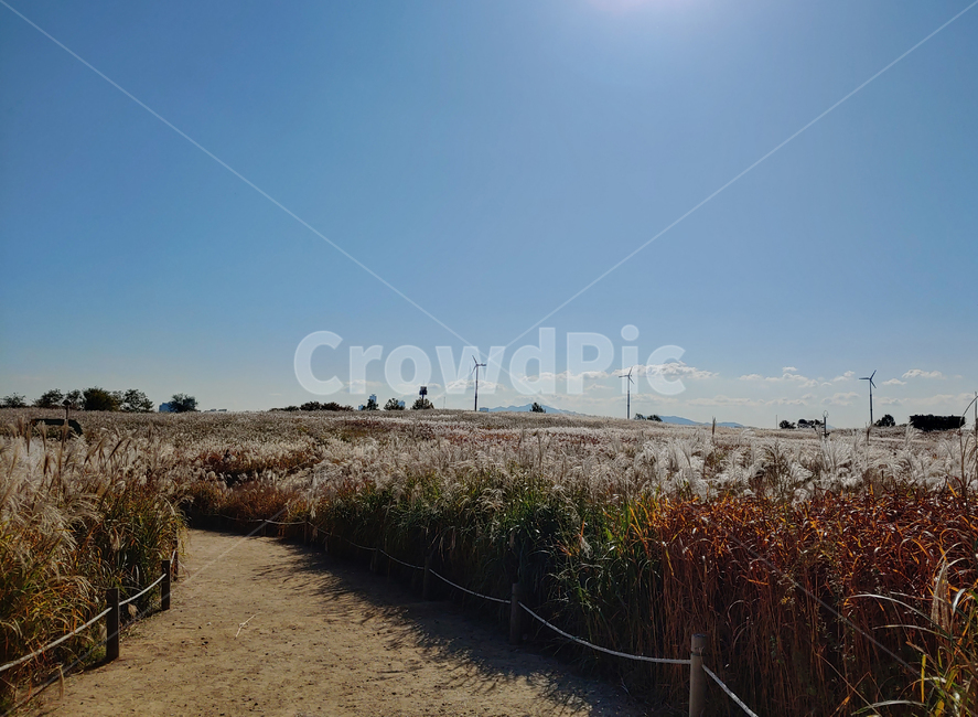 길,가을,갈대,reed,autumn,공원,옥외,nature,자연,풍경,푸른하늘,outdoors,가을,계절,fall,autumn,season