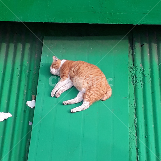 pet,포유류,cat,고양이,animal,동물,길고양이,치즈냥이,자는모습,낮,동물,animal,포유류,mammal,고양이,cat,kitten,kitty