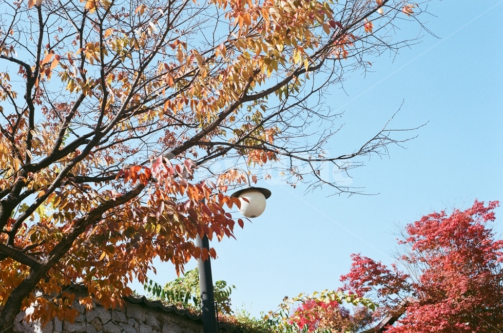 단풍,가을,하늘,자연,빨강,풍경,가을,계절,fall,autumn,season,자연,풍경,nature,landscape,tree,나무,plant,식물,leaf,잎
