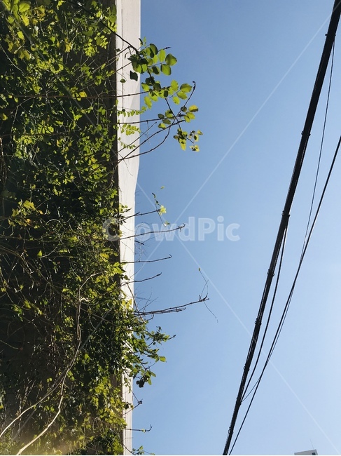 utilitypole,전신주,전기줄,전기선,하늘,나뭇가지,풀,잎,풀잎,식물,자연,plants,nature,에너지산업,energy industry