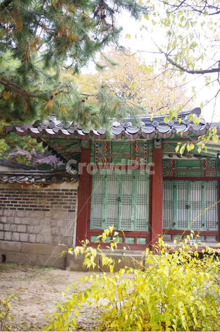 창덕궁,고궁,건축,전통건축,traditional,전통,단청,기와지붕,가을,fall,나무,식물,plant,단풍,한국전통,한국문화,korean traditional,korean culture,건축물,건물외관,exterior,building,structure,architecture,construction