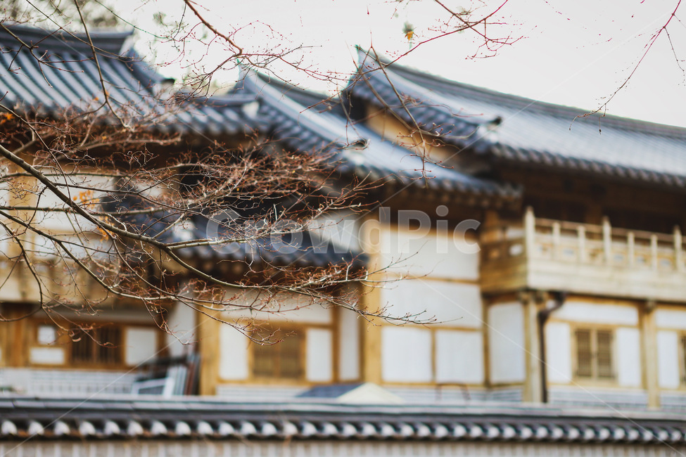 풍경,배경,건축물,나무,tree,한국전통,한국문화,korean traditional,korean culture,건축물,건물외관,exterior,building,structure,architecture,construction
