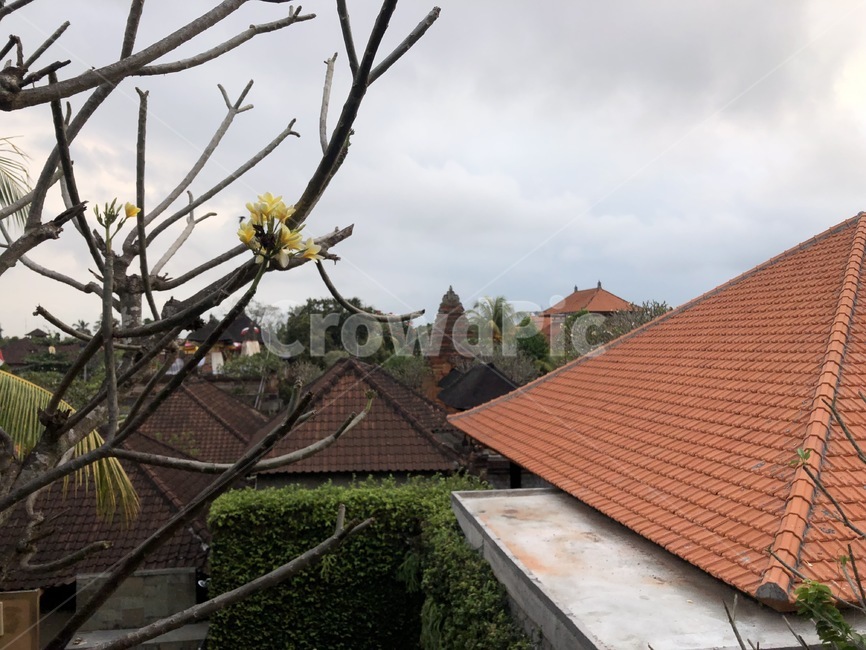 발리,자연,하늘,구름,식물,roof,지붕,꽃,꽃잎,나무