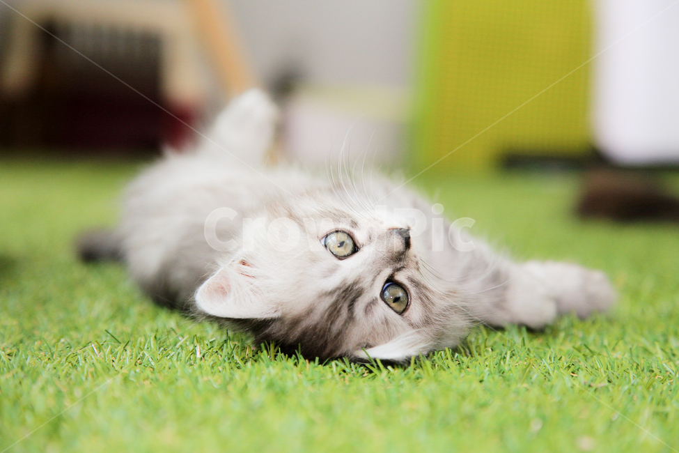 반려동물,반려묘,고양이,애완동물,동물,동물,animal,포유류,mammal,고양이,cat,kitten,kitty
