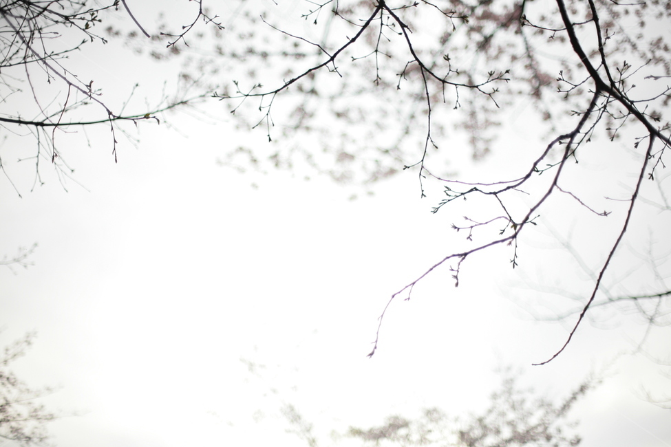 일본,나카메구로,하나미,사쿠라,벚꽃,일본벚꽃,봄,계절,spring,season
