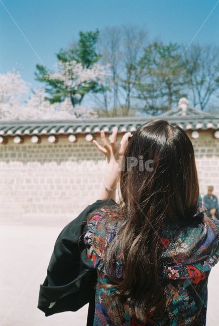 봄,봄출사,벚꽃,궁,종묘,필름카메라,필름,뒷모습,추억,봄종묘,벚꽃종묘,사람,인물,인간,human,person,여성,여자,woman,female,lady,사진작가,포토그래퍼,photographer