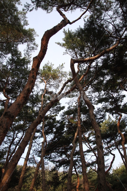 나무,소나무,녹색,짙은녹색,여름,나뭇가지,곧은,쭉뻗은,자연,하늘,구멍,풍경,나무틈,사이,단종,유배지,식물,녹음,계절,tree,plant,tree trunk,나무 줄기