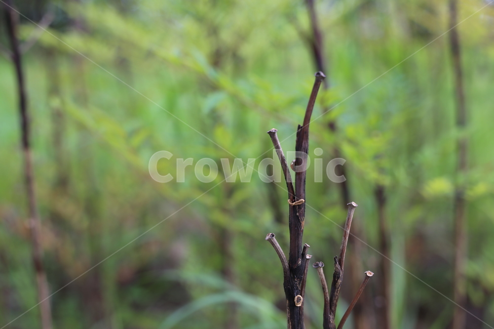 plant,식물,나무,초록,자연,green그린,그린,풀,내추럴,숲속,forest,숲,식물,자연,plants,nature,나무,trees,wood
