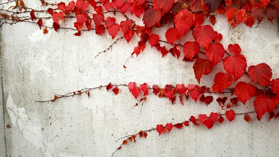 단풍,담쟁이,가을,빨간담쟁이,담벼락,쓸쓸함,fall,wall,ivy,red,아이비