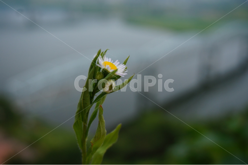자연,꽃,한송이,flower,nature,식물,자연,plants,nature,꽃,flower