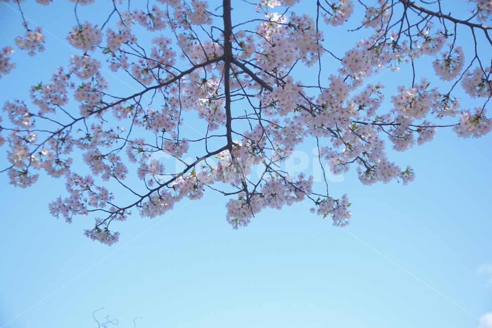 봄꽃,하늘,벚꽃,봄,꽃,봄,계절,spring,season,식물,자연,plants,nature,꽃,flower,plant,blossom