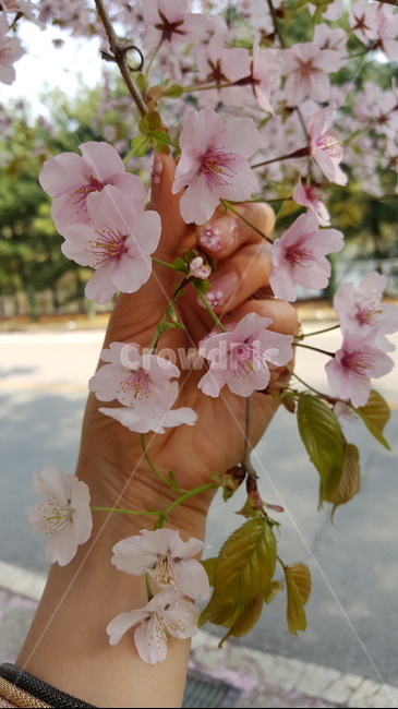 plant,식물,blossom,flower,꽃,벚꽃,봄,핑크,네일아트,봄꽃,손,nailart,봄향기,설렘,감성사진
