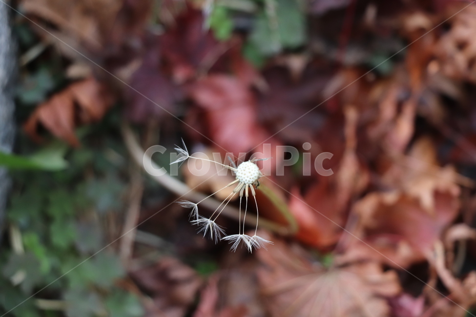plant,식물,flower,blossom,꽃,가을,계절,fall,autumn,season,식물,자연,plants,nature