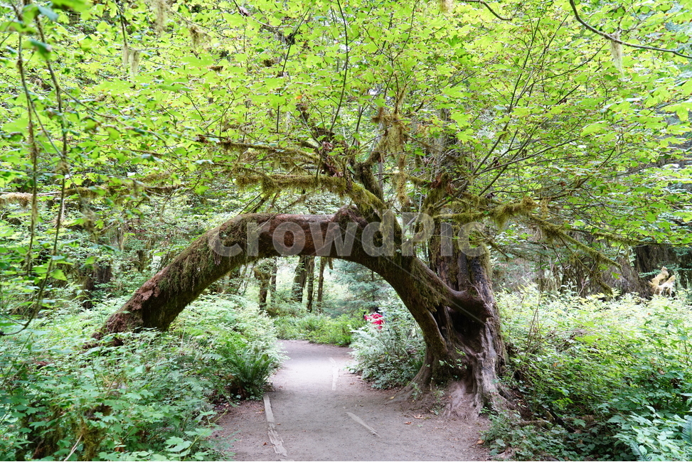 자연,아치,나무,arch,nature,tree,trail,산책로,자연,풍경,nature,landscape,식물,plants,나무,trees,wood,plant,arbour,정자,outdoors,옥외,garden,정원