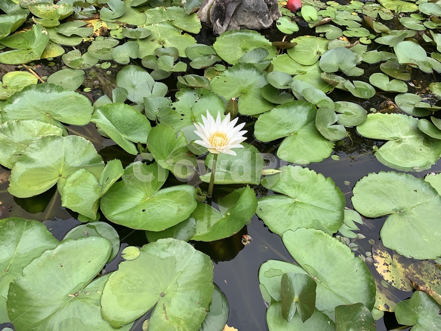 plant,식물,flower,blossom,꽃,lily,연꽃,식물,자연,plants,nature,꽃,flower